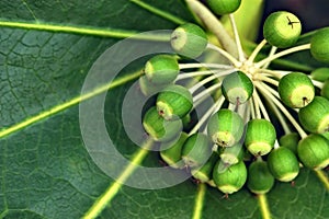 Japanese Aralia photo