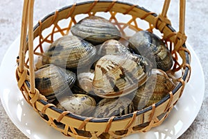Japanese Asari clams