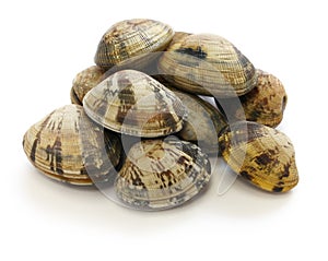 Japanese Asari clams