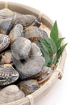 Japanese asari clams in a bamboo basket