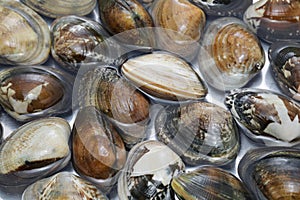Japanese asari clams from Kajishima
