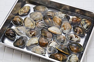 Japanese asari clams from Kajishima