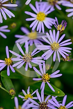 Japanese aster Kalimeris incisa Blue star blue-ish flowers with a yellow center