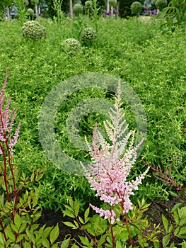 Japanese astilbe, Astilbe japonica, of family Saxifragaceae