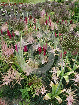 Japanese astilbe, Astilbe japonica, of family Saxifragaceae