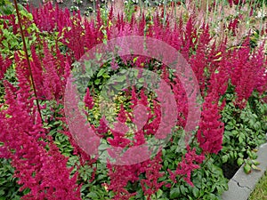 Japanese astilbe, Astilbe japonica, of family Saxifragaceae