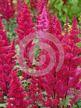 Japanese astilbe, Astilbe japonica, of family Saxifragaceae