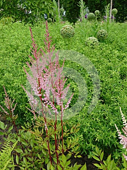 Japanese astilbe, Astilbe japonica, of family Saxifragaceae