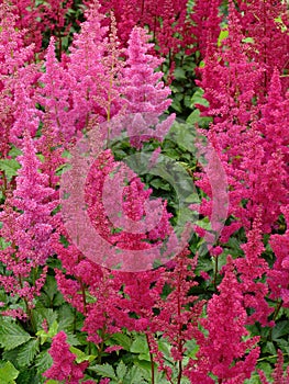 Japanese astilbe, Astilbe japonica, of family Saxifragaceae photo