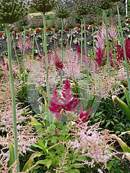 Japanese astilbe, Astilbe japonica, of family Saxifragaceae photo