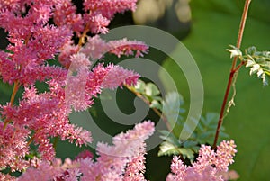 Japanese Astilbe `Rheinland`