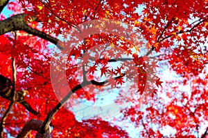 Japanese autumn