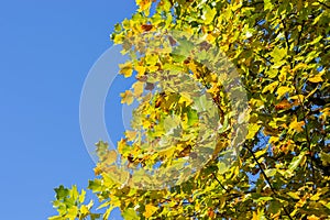 Japanese autumn of beautiful yellow and green colored leaves