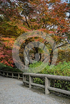 Japanese autumn garden in Tenryuji temple during autumn season i