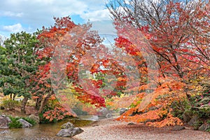 Japanese autumn landscape with vivid red and orange colored momiji maples in Japan.