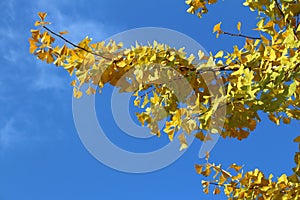 Japanese autumn leaves