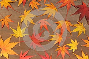 Japanese autumn maple leaf on brown wood background