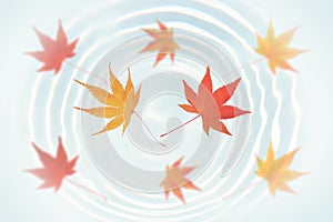 Japanese autumn maple leaf on water ripple