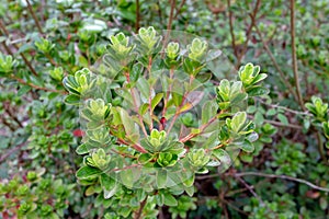 Japanese azalea or rhododendron japonicum branches with leaves