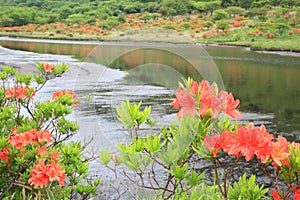 Japanese azalea whith marshland photo