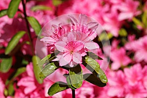 Japanese azaleas photo