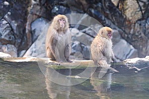 A Japanese baby snow monkey or Macaque with hot spring On-sen in Jigokudani Monkey Park, Shimotakai District, Nagano , Japan.