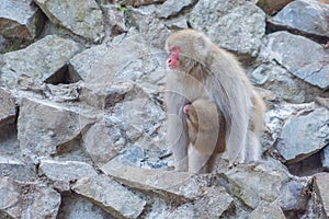 A Japanese baby snow monkey or Macaque with hot spring On-sen in Jigokudani Monkey Park, Shimotakai District, Nagano , Japan.
