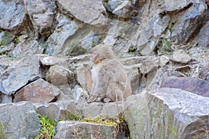 A Japanese baby snow monkey or Macaque with hot spring On-sen in Jigokudani Monkey Park, Shimotakai District, Nagano , Japan.