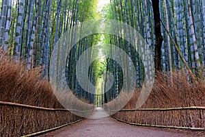 Japanese bamboo forest in Arashiyama