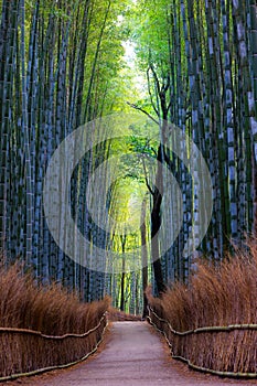 Japanese bamboo forest in Arashiyama