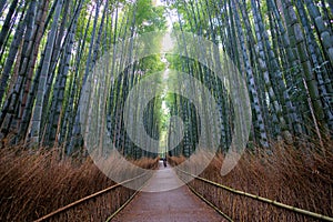 Japanese bamboo forest in Arashiyama
