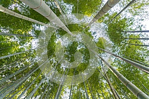 Japanese bamboo forest in arashiyama kyoto japan