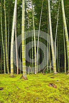 Bamboo grove arashiyama Kyoto, Japan photo