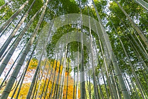 Japanese bamboo forest in autunm at kyoto japan