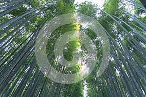 Japanese Bamboo Forest. Tall trees at Arashiyama in travel holidays vacation trip outdoors in Kyoto, Japan. Tall trees in natural