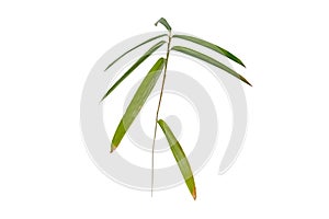 Japanese bamboo leaves isolated on white. Transparent png additional format