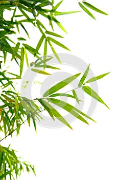 Japanese bamboo leaves on thin twigs
