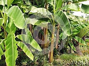 Japanese bannana plant