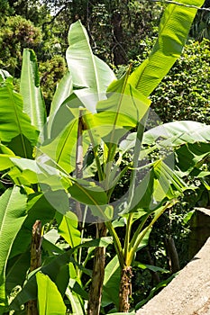 Japanese bannana plant