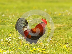 Japanese bantam,