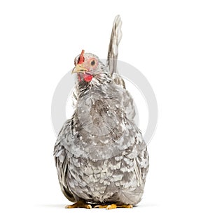 Japanese bantam or Chabo, true bantam breed