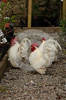 Japanese bantam cockerels.