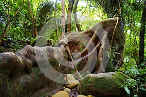 Japanese Banyan (Ficus microcarpa)