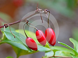 Japanese Barberries 1