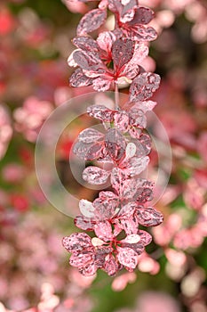 Japanese barberry Berberis thunbergii Harlequin reddish purple foliage with pink and cream variegation