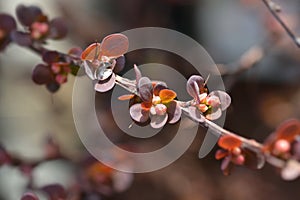 Japanese barberry Harlequin