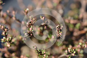 Japanese barberry Kobold photo