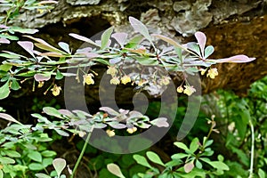 Japanese Barberry Shrub