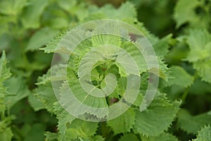 Japanese basil cultivation