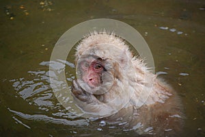 Japanese bathing Snow Monkey